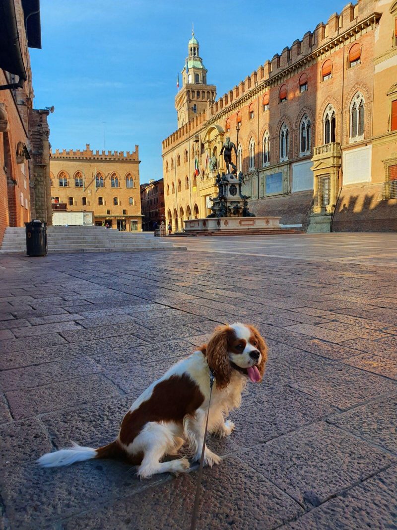 is Italy dog friendly?