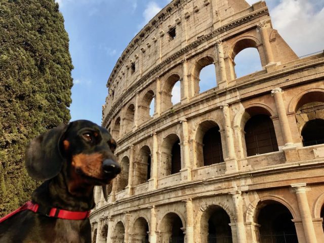 taking dogs to italy