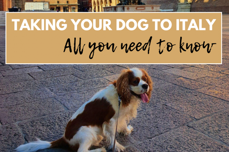 Taking Your Dog to Italy: All You Need to Know